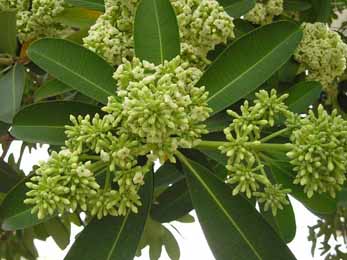 Saptaparna (Alstonia Scholaris) Saptaparna, Alstonia Scholaris