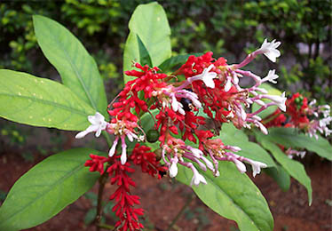 Sarpagandha Rauwolfia serpentina Sarpagandha Rauwolfia serpentina