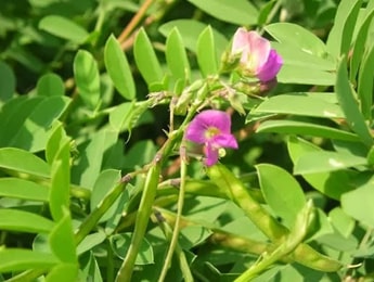 Sharpunkha (Tephrosia purpurea) Sharpunkha Plant, Tephrosia purpurea