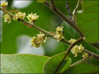 Bhallataka (Semecarpus anacardium) Bhallataka, Semecarpus anacardium