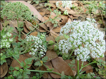 Ajwain Junglee (Seseli indicum) Ajwain Junglee, Seseli indicum