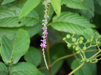 Shalparni (Desmodium gangeticum) Shalparni, Desmodium gangeticum