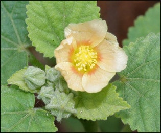 Bala (Sida Cordifolia) Sida Cordifolia, Bala