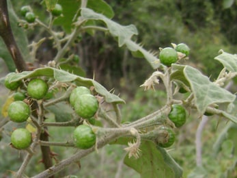 Brihati (Solanum indicum) Brihati, Solanum indicum