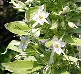 Kiratatikta (Swertia chirata) Kiratatikta, Swertia chirata