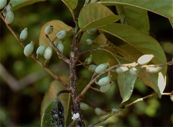 Lodhra (Symplocos Racemosa) Lodhra Plant, Symplocos Racemosa