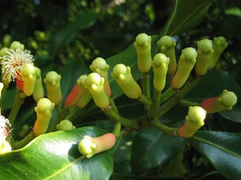 Lavanga, Clove (Syzygium aromaticum) Lavanga, Clove (Syzygium aromaticum)