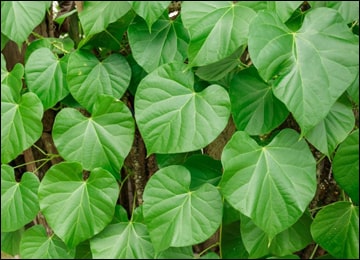 Guduchi (Tinospora cordifolia) Giloy plant images, Guduchi images, Tinospora Cordifolia