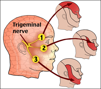 Trigeminal Nerve Trigeminal Nerve
