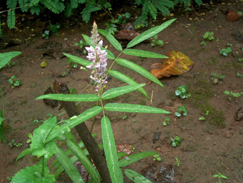 Prishniparni (Uraria picta) Prishniparni, Uraria picta