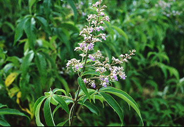 Vitex Negundo vitex Negundo