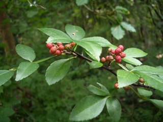 Tejohva (Zanthoxylum alatum) Tejohva, Zanthoxylum alatum