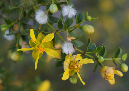Creosote Bush (Larrea tridentata) Creosote Bush (Larrea tridentata)