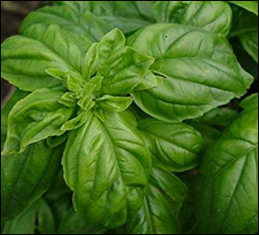 Basil Basil