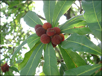 Bayberry Bayberry