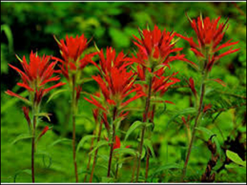 Bee Balm Bee Balm