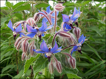 Borage Herb Borage Herb