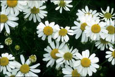 Chamomile Chamomile