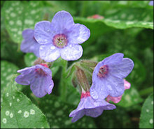 Lungwort Lungwort