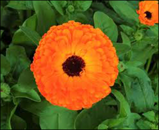 Marigold Marigold