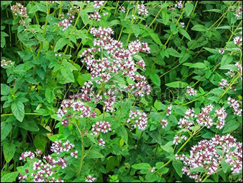 Oregano Oregano