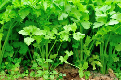 Wild Celery Wild Celery