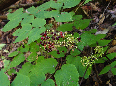 American Spikenard (Aralia racemosa) American Spikenard, Aralia racemosa