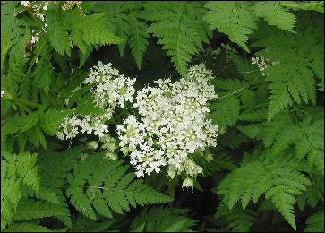 Chervil (Anthriscus Cerefolium) Chervil, Anthriscus Cerefolium