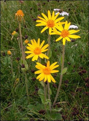 Arnica Montana Arnica Montana
