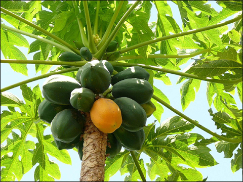 Papita (Carica papaya) Papita (Carica papaya)