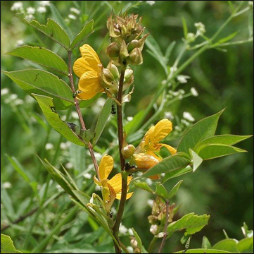 Coffee Senna (Cassia occidentalis) Coffee Senna (Cassia occidentalis)