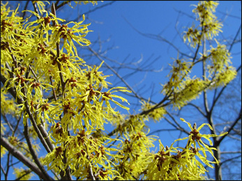 Witch-hazel (Hamamelis Virginiana) Witch-hazel, Hamamelis Virginiana