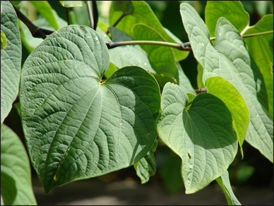 Kava (Piper methysticum) Kava, Piper methysticum