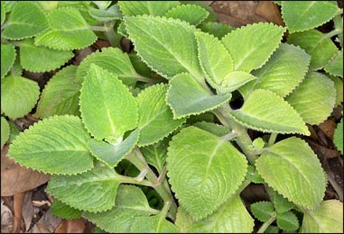 Indian Borage (Plectranthus amboinicus) Indian Borage, Plectranthus amboinicus