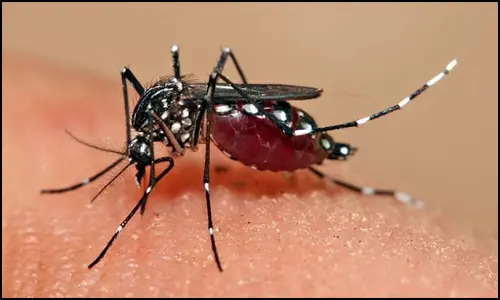 Dengue