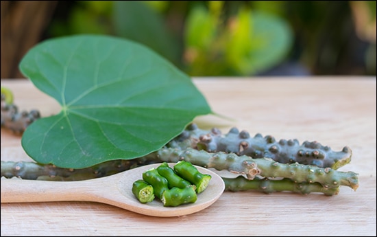Tinospora cordifolia, Giloy, Guduchi, Amrita