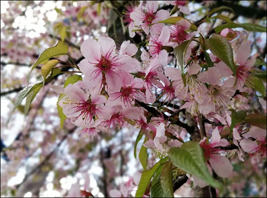 Padmaka / Bird Cherry (Prunus Cerasoides) Padmaka, Bird Cherry, Prunus Cerasoides