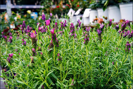 Ustukhuddus / Arabian Or French Lavender (Lavandula Stoechas) Ustukhuddus, Arabian Lavender, French Lavender, Lavandula Stoechas