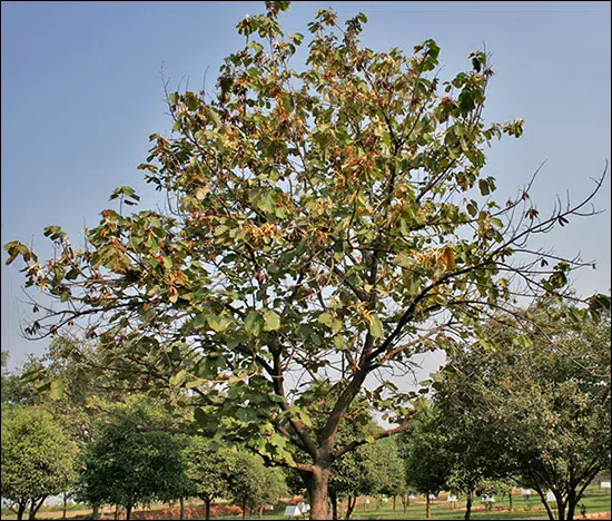 Muchkund, Bayur tree, Pterospermum acerifolium